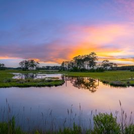 a large body of water surrounded by trees