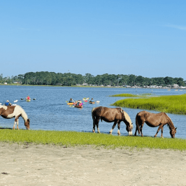 a herd of cattle standing on top of a body of water