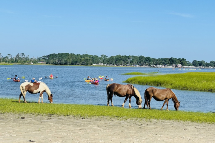 a herd of cattle standing on top of a body of water