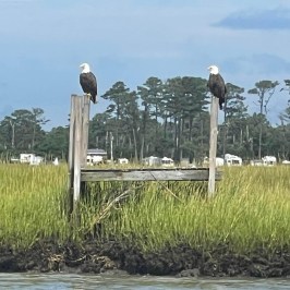 a flock of seagulls standing on grass in front of a body of water