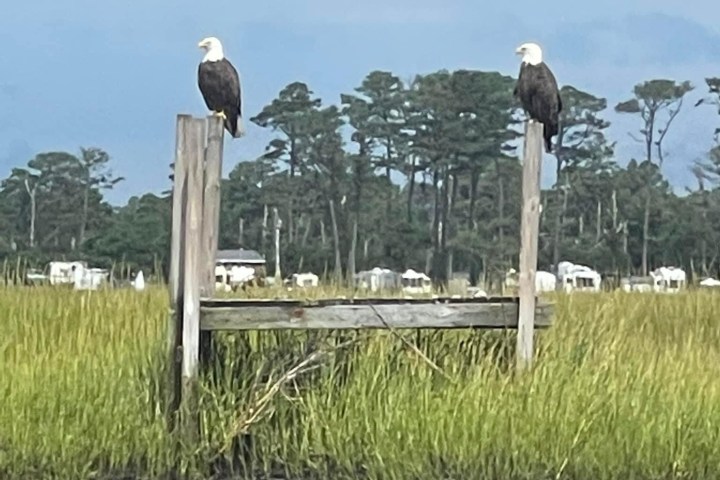a flock of seagulls standing on grass in front of a body of water