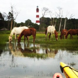 a horse that is standing in the grass