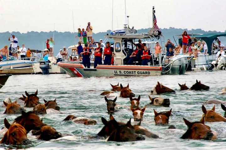 a group of cattle in a body of water