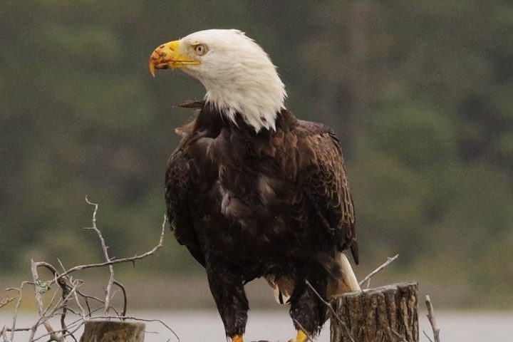 Bald eagle perched on wood with prey against a blurred natural background.