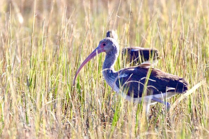 Ibis with long curved beak in tall grass