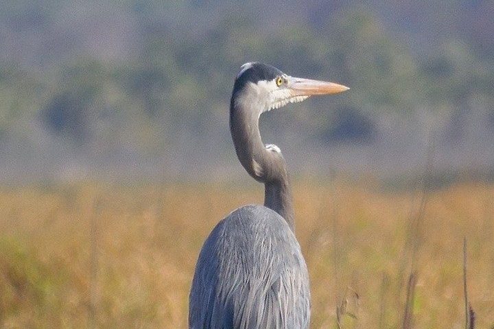 Great blue heron standing in a grassy field, facing sideways.