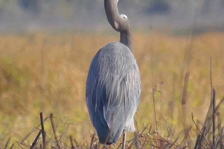 Great blue heron standing in a grassy field, facing sideways.