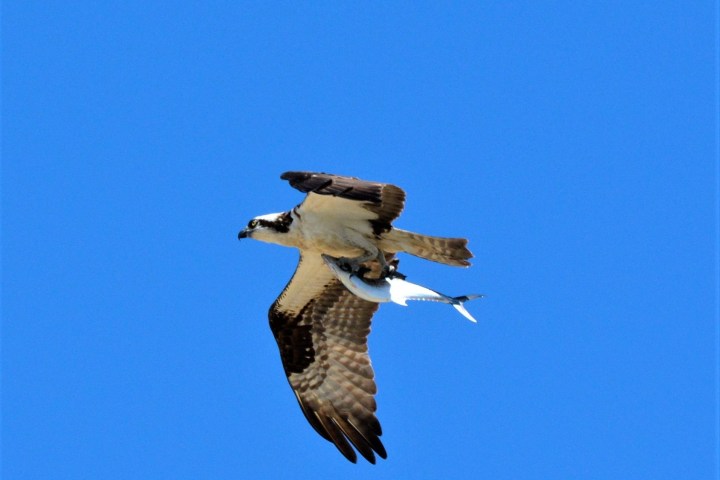 Osprey flying with a fish in its talons against a clear blue sky.