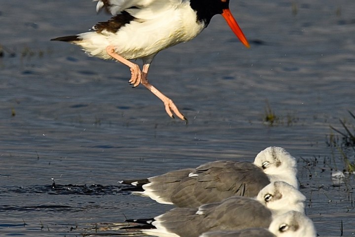 Flying bird near three resting gulls on water surface.