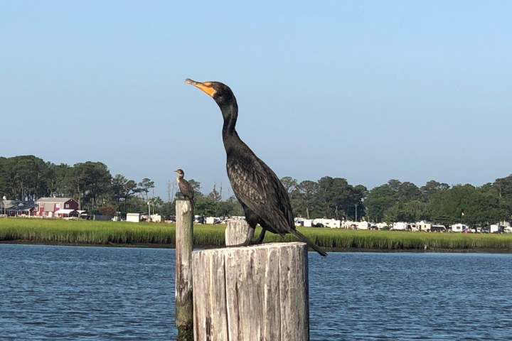Cormorant perched on a wooden post by water, trees in background.