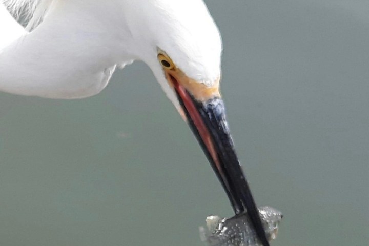 White bird holding a fish in its beak over water.